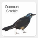 Search for common the stickers Black