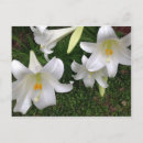Search for white lily postcards Floral