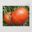 Search for ripe postcards Garden
