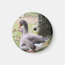 Search for geese magnets Birds