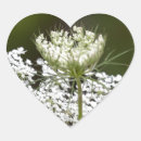 Search for queen annes lace stickers Summer