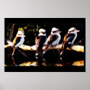 Search for kookaburra posters Nature