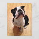 Search for bostons postcards Canine