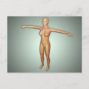 Search for nervous system postcards Anatomy