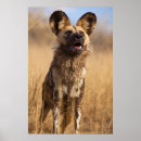 Search for african wild dogs posters Wildlife
