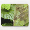Search for costa mousepads Rainforest