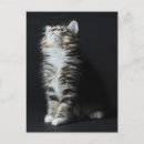 Search for tabby postcards Kitten