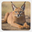 Search for savanna stickers Wildlife