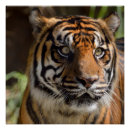 Search for sumatran art Tiger