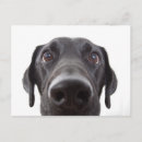 Search for labrador cards invites Closeup