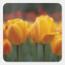 Search for horticultural stickers Paul thompson