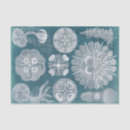 Search for ocean tissue paper Coastal