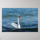 Search for swan bird posters Elegant