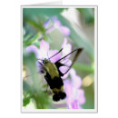 Search for clearwing Nature