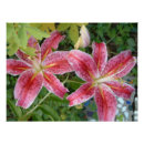 Search for stargazer lily posters Floral
