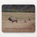 Search for elk mousepads Wild