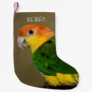Search for caique Caique parrot