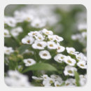 Search for clear stickers White