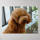 Search for standard poodle posters Pet