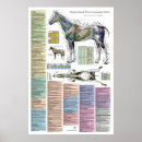 Search for equine Therapy