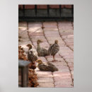 Search for cute turkey posters Bird