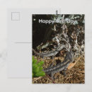 Search for bearded dragon birthday cards invites Reptile