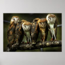 Search for barn owl posters Photography