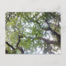 Search for canopy postcards Woods