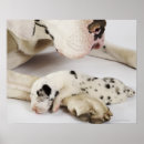 Search for harlequin great dane decor Studio shot