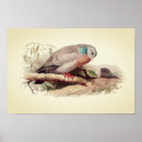 Search for doves posters Illustration