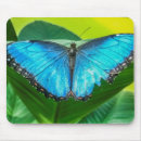 Search for morpho butterfly electronics Tropical