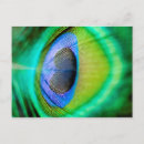 Search for peacock feathers postcards Purple