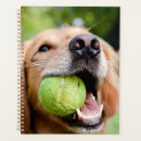 Search for ball planners Cute