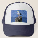Search for seagull hats Bird