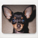 Search for dobermans electronics Puppies
