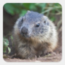 Search for marmot stickers Cute
