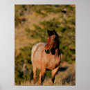 Search for mustang horses posters Animal