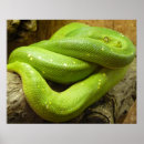 Search for snake posters Animal