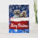 Search for cute shih tzu christmas cards Dog