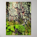 Search for tree bark posters Botanical
