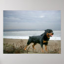 Search for rotties art Puppies
