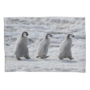 Search for baby animals pillowcases Animals in the wild