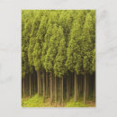 Search for cedars postcards Japan