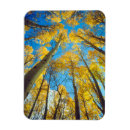 Search for fall tree magnets Blue