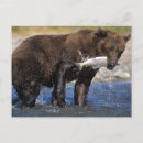 Search for public land postcards Wildlife