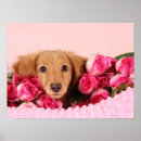 Search for copying posters Dog