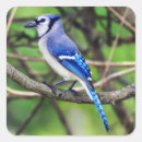 Search for blue jay stickers Feathers
