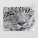 Search for snow leopard postcards Wild cat