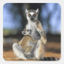 Search for ring tailed lemur stickers Cute