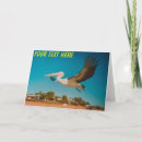 Search for pelicans cards Photography